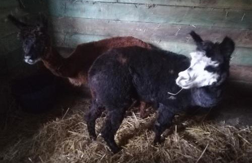 Pensjonat Przy Stajni - Foto 28