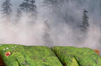 Green Deer Premium - Foto 16