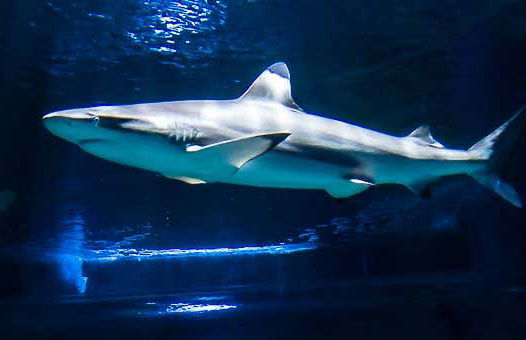 Bagno con gli squali all'Aquarium di Costa Teguise - Foto 1