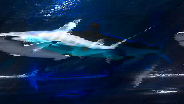 Costa Teguise Aquarium Scuba Diving with Sharks - Foto 1