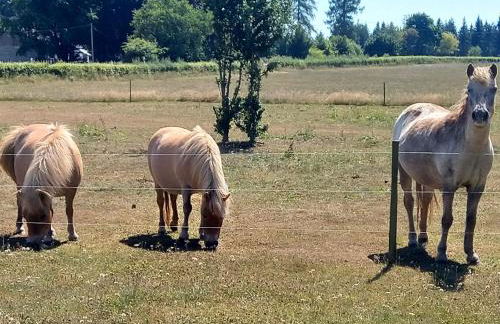 Heidehof Hellenthal - Foto 67