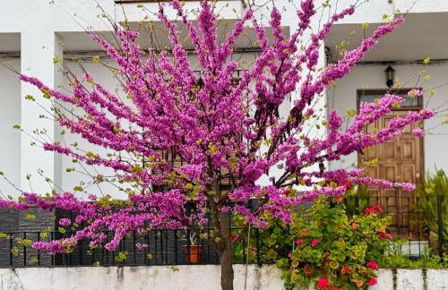 Casa Mirasierra - Foto 4