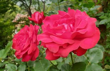 La Veranda - Foto 21