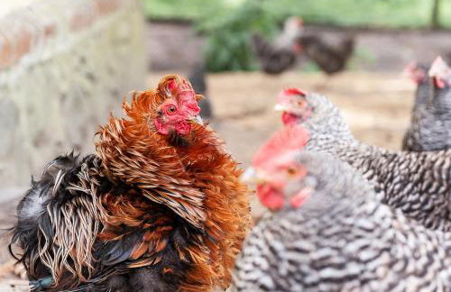 FELDGANG ein Gästehaus! - Foto 29