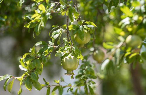 Villa delle Zagare - private hydromassage pool - Foto 54