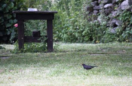 Tsagarada Stone House 1898 - Foto 53