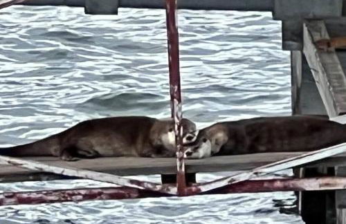 Smiling Otter Retreat! Waterfront/pool/spa/games! - Foto 61