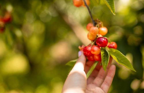 Quinta dos Padres Santos, Agroturismo & Spa - Foto 7
