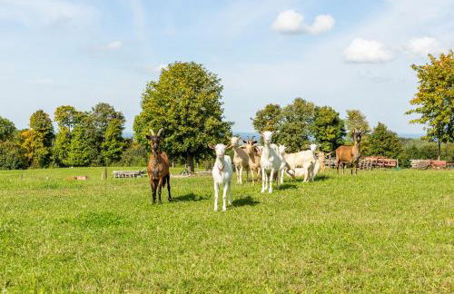 Dylewianka - Foto 50