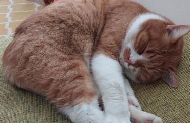 Auszeit am Vulkan - Appartements mit Fasssauna - Photo 46