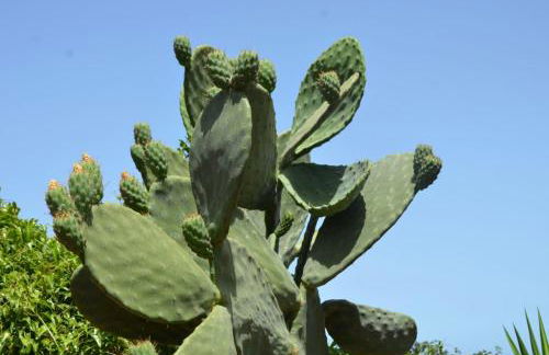 Baglio Poma - Foto 41