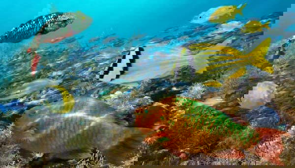 Practicando snorkel en el sur de Aruba