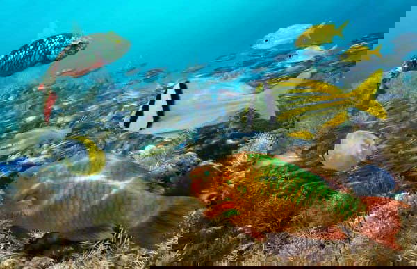 South Aruba Guided Tour - Foto 3