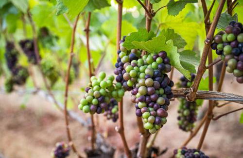 Trellis at Baptista Maresh Vineyard - Foto 40