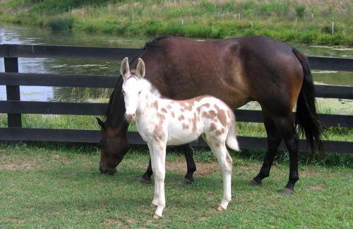 Lovely Barn Rental with Activities near Shenandoah National Park, Virginia - Foto 23