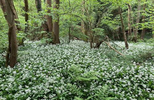 Quirky Barn Conversion Crowhurst Battle - Foto 26