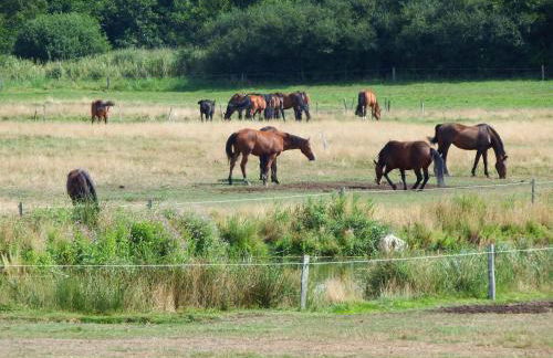 Schlei Idyll - Foto 72