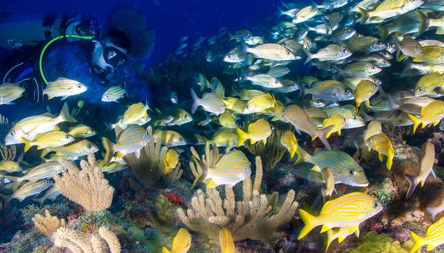 A school of colourful fish
