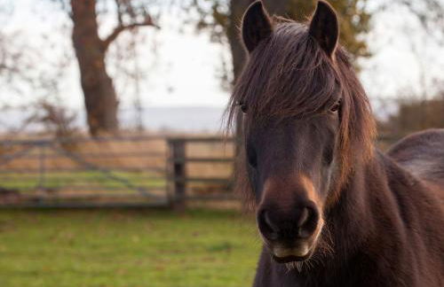 Deerholme Cottage - Foto 56