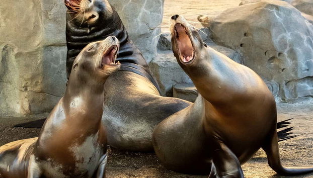 Hang out with the sea lions
