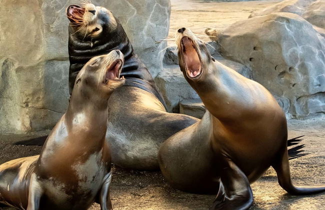 Billet pour l'Aquarium of The Pacific - Photo 5