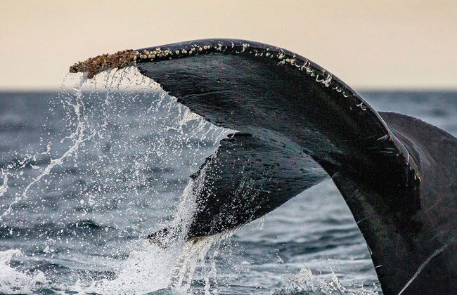 Ixtapa Zihuatanejo Whale Watching - Photo 1