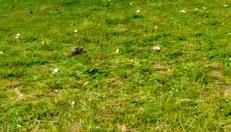 Le Solaris 3 chambres avec 2 grands lits et 3 simples - Foto 3, Garden, Garden view