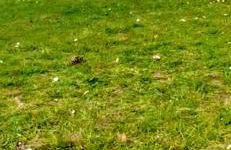 Le Solaris 3 chambres avec 2 grands lits et 3 simples - Foto 3