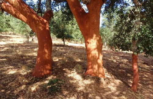 The Palm Tree House Alentejo Private swimming pool 6 suites Iconic Palm tree - Foto 80