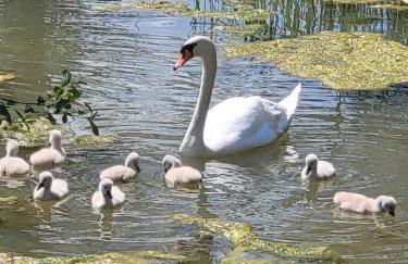 Cabane atypique sur une Île - Foto 47