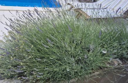 Bonvivan House - Photo 25