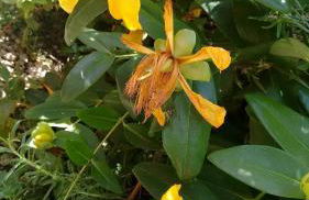 Casa do Castanheiro - Foto 18