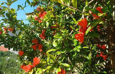 La Pigna Sorrento - Foto 31