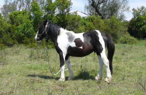 Aroggia Farm - Foto 55