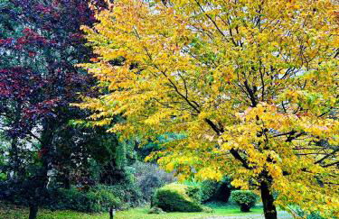 Wigeon Secluded Rustic cabin - Foto 31