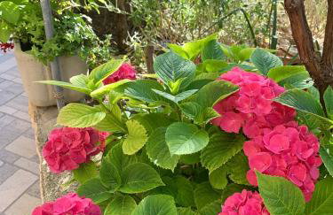 Apartments Marina - Foto 31