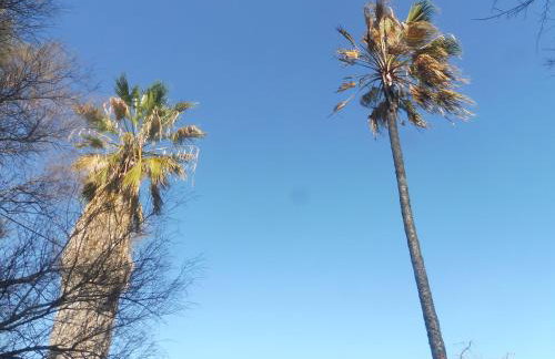 Palm tree house by the beach - Foto 29