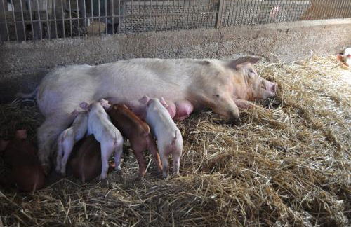 Farm stay Il Carro del Colle - Foto 22