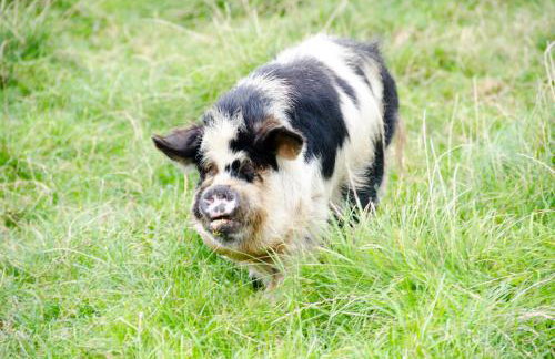 Sharlands Farm Holiday Cottages - Foto 2