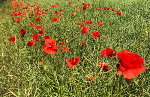 Villa Rosengarten - Foto 33