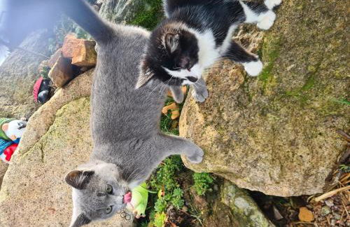 Ferienhaus Wendelhof - Foto 20