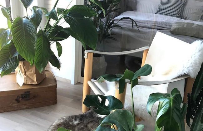 Roost Lauttasaari - Foto 7