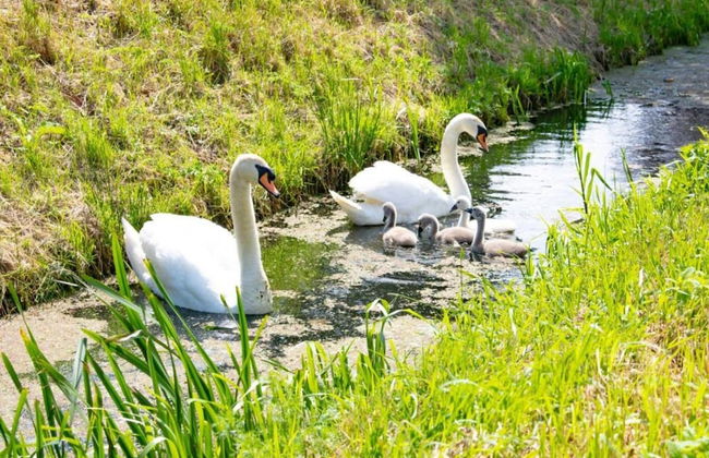 Getaway With Garden in Gelderland - Foto 29