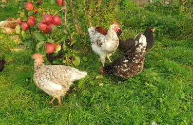 Der kleine Fuchshof mit Hund, Pferd und Huhn - Photo 11