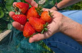 Agriturismo la Fattoria al Crocefisso - Foto 7