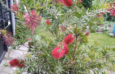 Τα πλατάνια - Foto 29