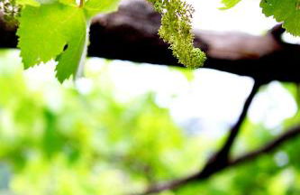 Agriturismo Il Raduno - Foto 103