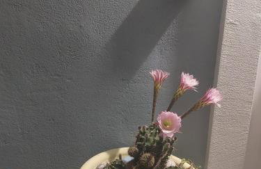 Colorful House Tsoutsouras - Foto 25