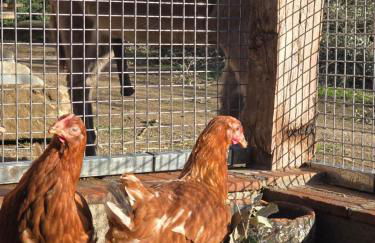 El Racó dels Mussols 1 - Foto 28