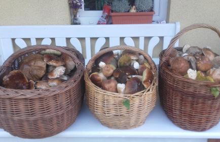 Pojezierze Drawskie Agroturystyka Greanna - Foto 60